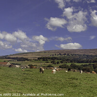 Buy canvas prints of Cattle grazing at Hollins Farm, Goathland, North Yorkshire, UK. by Anthony David Baynes ARPS