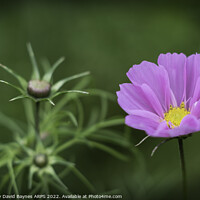 Buy canvas prints of Cosmos in flower with buds and foliage. by Anthony David Baynes ARPS