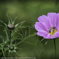 Buy canvas prints of Bee on pink Cosmos by Anthony David Baynes ARPS