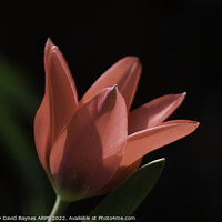 Buy canvas prints of miniature red tulip. by Anthony David Baynes ARPS