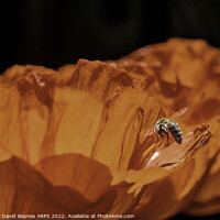 Buy canvas prints of Orange Papaver Orientale Poppy with bee by Anthony David Baynes ARPS