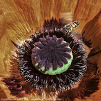 Buy canvas prints of Orange Papaver Orientale Poppy with bee, close up. by Anthony David Baynes ARPS