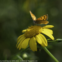 Buy canvas prints of Small Copper Butterfly on a yellow daisy by Anthony David Baynes ARPS
