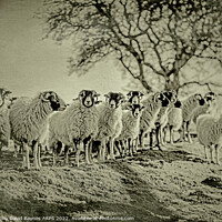 Buy canvas prints of A herd of Swaledale sheep standing on top of a grass covered field, antique plate camera style by Anthony David Baynes ARPS