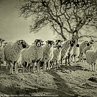 Buy canvas prints of A flock of sheep standing on moorland., Goathland, North Yorkshire. Vintage Plate Camera style. by Anthony David Baynes ARPS