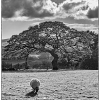 Buy canvas prints of A Swaledale sheep grazing on a farm at Goathland in black and white. by Anthony David Baynes ARPS