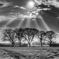 Buy canvas prints of Sunbeams through mist at Goathland, North York Moors in black and white. by Anthony David Baynes ARPS