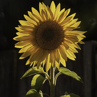 Buy canvas prints of Sunflower, backlit looking as it could be the sun itself. by Anthony David Baynes ARPS