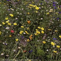 Buy canvas prints of Wild Flowers in Yorkshire, meadow. by Anthony David Baynes ARPS