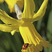 Buy canvas prints of Seven spotted ladybird on yellow narccissus. by Anthony David Baynes ARPS