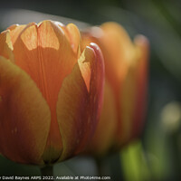 Buy canvas prints of close up of orange tulips by Anthony David Baynes ARPS