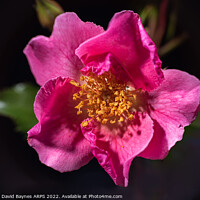 Buy canvas prints of Pink Rose, open showing stamens. by Anthony David Baynes ARPS