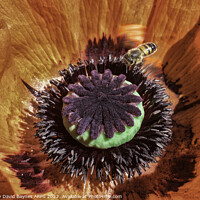 Buy canvas prints of Macro image of an orange Papaver oriental showing mainly the immature seed case and bee.  by Anthony David Baynes ARPS