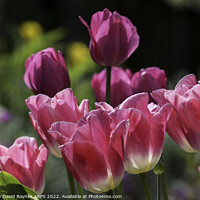 Buy canvas prints of Pink tulips. by Anthony David Baynes ARPS