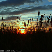 Buy canvas prints of Sunset through the seagrass by Andy Rodger