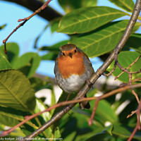 Buy canvas prints of Inquisitive Robin (Erithacus rubecula) by Andy Rodger