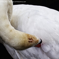 Buy canvas prints of Preening swan (Cygnus olor) by Andy Rodger
