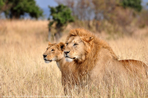 Two lions in the African savanna Picture Board by Catalina Morales
