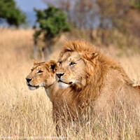 Buy canvas prints of Two lions in the African savanna by Catalina Morales