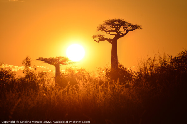 Baobab trees at sunset in Madagascar Picture Board by Catalina Morales