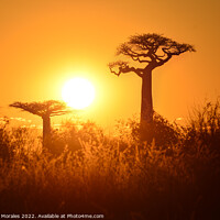 Buy canvas prints of Baobab trees at sunset in Madagascar by Catalina Morales