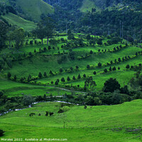 Buy canvas prints of Colombia, Landscape in greens by Catalina Morales
