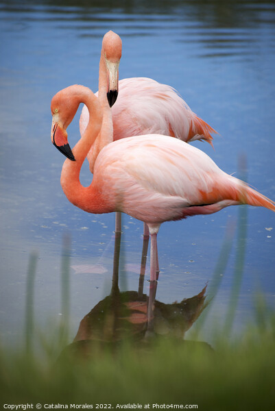 Flamingos with reflection in water Picture Board by Catalina Morales