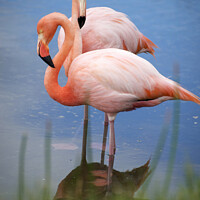 Buy canvas prints of Flamingos with reflection in water by Catalina Morales