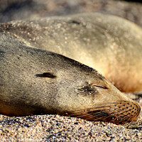 Buy canvas prints of Sea Lion Sleeping by Catalina Morales