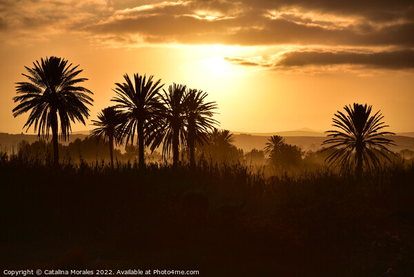 Arabian Sunset with Palms Picture Board by Catalina Morales