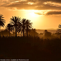 Buy canvas prints of Arabian Sunset with Palms by Catalina Morales