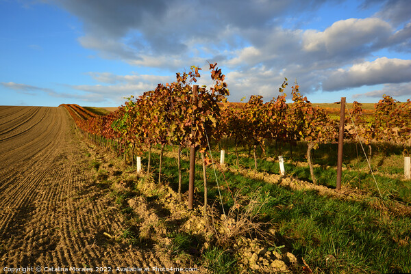 Vineyard landscape in Autumn Picture Board by Catalina Morales