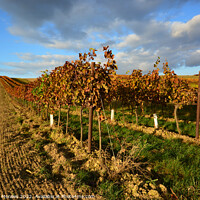 Buy canvas prints of Vineyard landscape in Autumn by Catalina Morales
