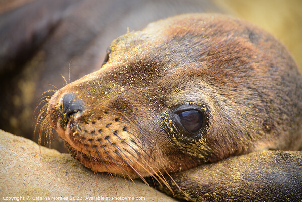 Close up of Sea Lion Cub Picture Board by Catalina Morales