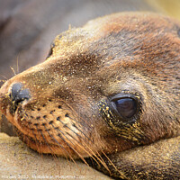 Buy canvas prints of Close up of Sea Lion Cub by Catalina Morales