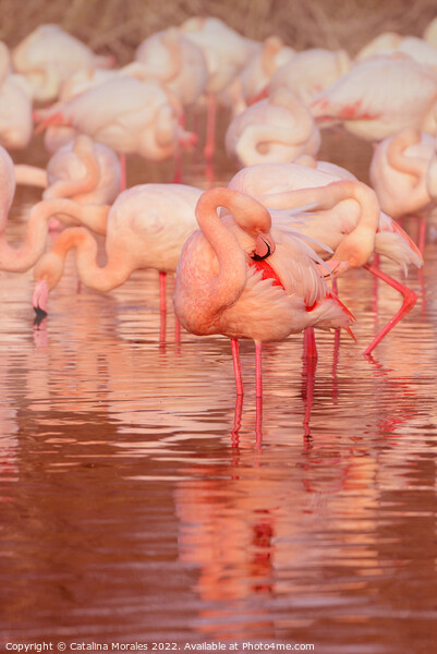 Greater flamingo in Rose Picture Board by Catalina Morales