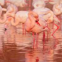 Buy canvas prints of Greater flamingo in Rose by Catalina Morales
