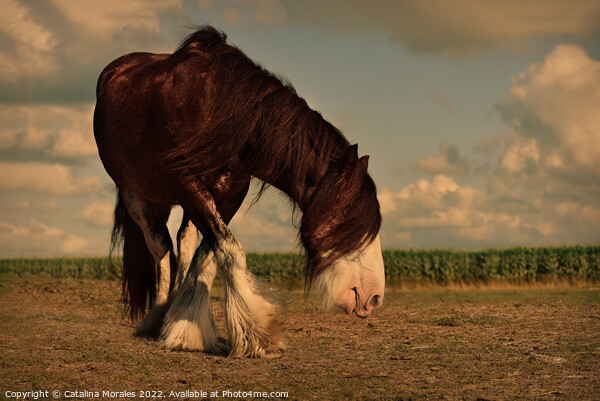 Draft Brown horse in the sunset Picture Board by Catalina Morales