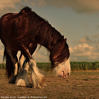 Buy canvas prints of Draft Brown horse in the sunset by Catalina Morales