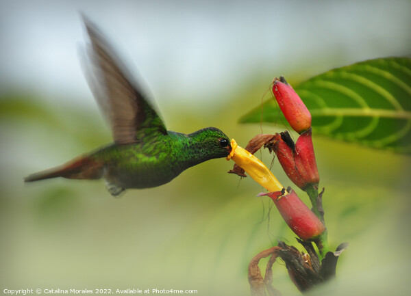 The Hummingbird and the flower Picture Board by Catalina Morales