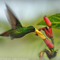 Buy canvas prints of The Hummingbird and the flower by Catalina Morales
