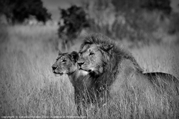 Lions in Black and White Picture Board by Catalina Morales