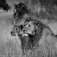 Buy canvas prints of Lions in Black and White by Catalina Morales