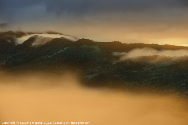 Sunrise in the Andean rainforest of Colombia Picture Board by Catalina Morales