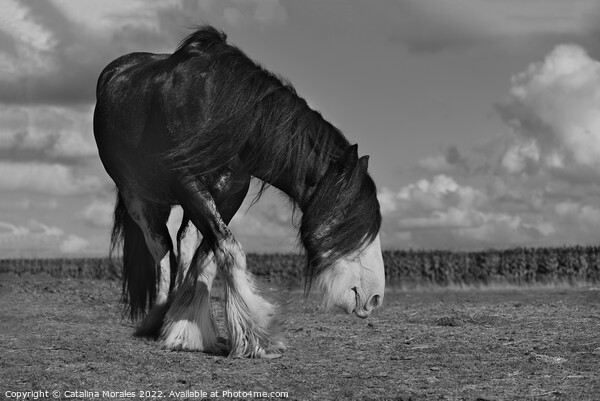 Holland draft horse in black and white Picture Board by Catalina Morales