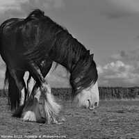 Buy canvas prints of Holland draft horse in black and white by Catalina Morales