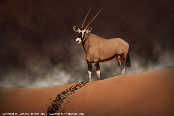 Oryx in the morning mist  Picture Board by Catalina Morales