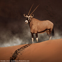 Buy canvas prints of Oryx in the morning mist  by Catalina Morales