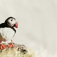 Buy canvas prints of Puffin on the Rocks by Catalina Morales