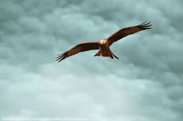 Red Kite in the clouds Picture Board by Catalina Morales